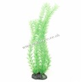 HUGO KAMISHI HORNWORT GREEN 40cm